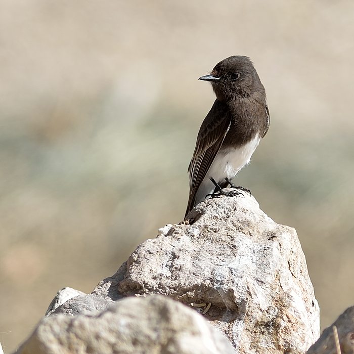 zwarte phoebe